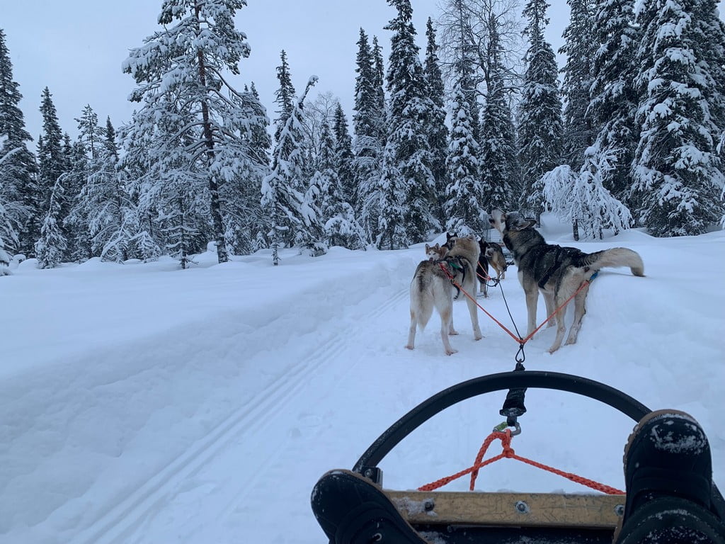 Huskyskieen in Lapland