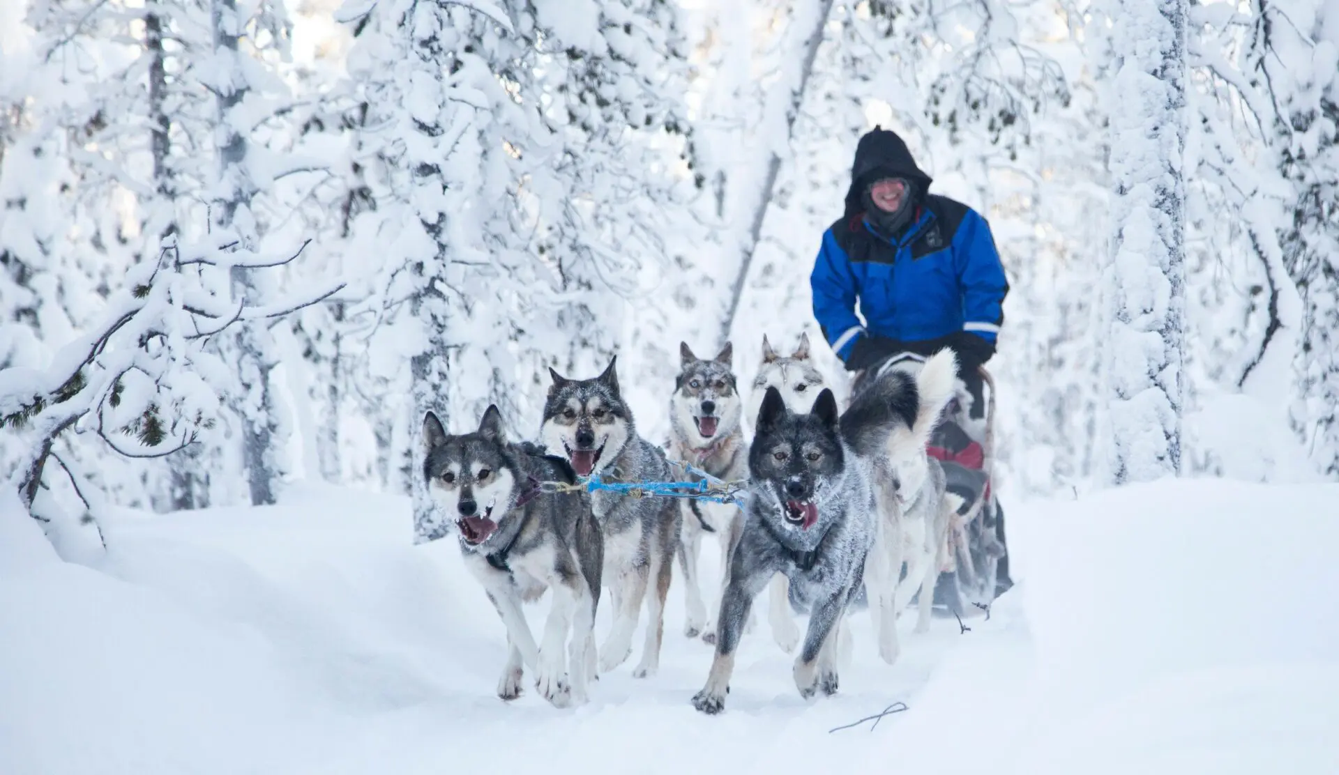 Vakantie in Lapland husky skies