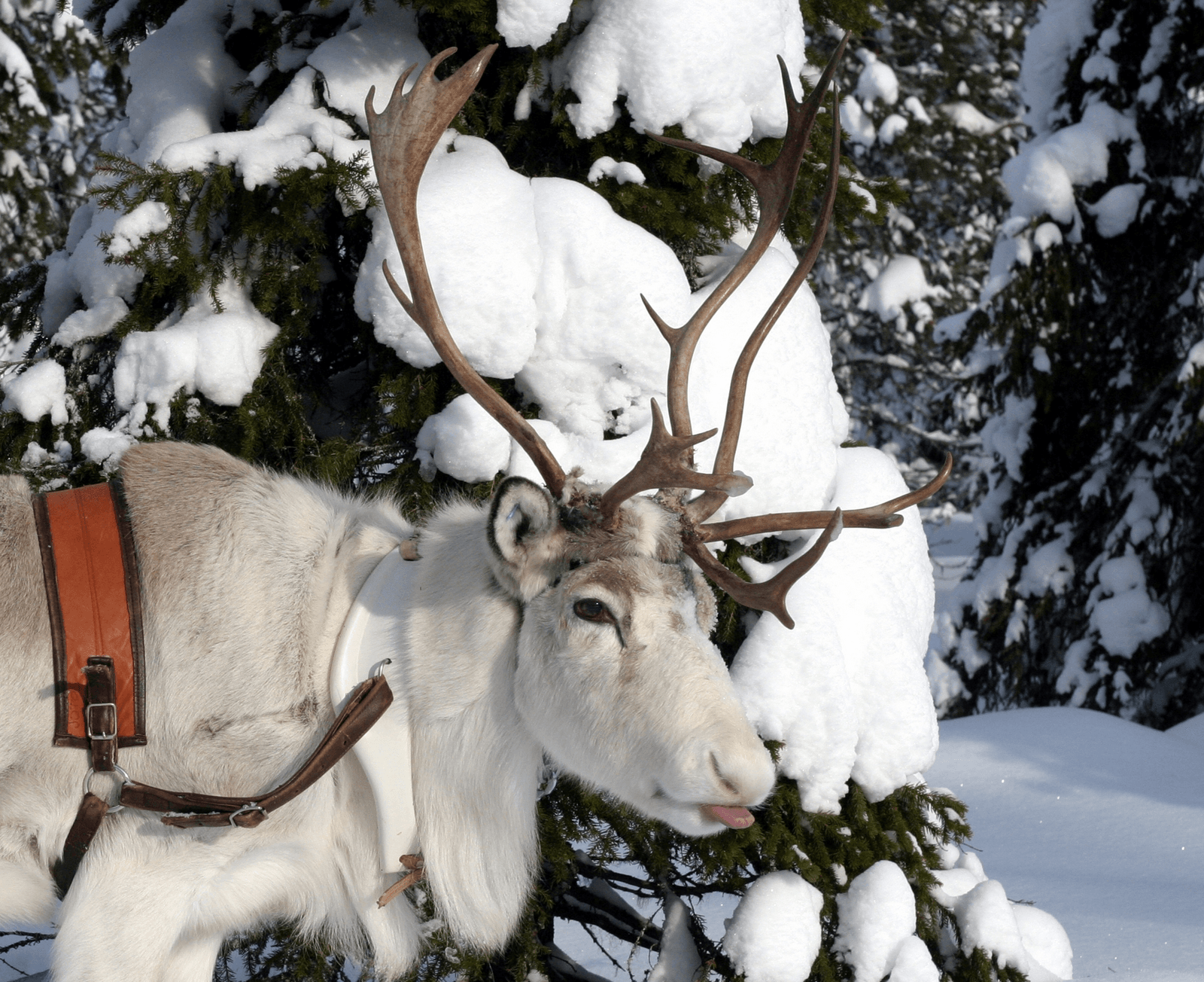 Winterwonderland Ruka en Salla